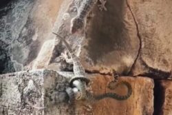 10/10 If You Can Guess Who Won This Lizard Vs Snake Battle