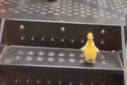Watch: This Baby Duck’s Play Date With Toddler Is Too Cute To Miss