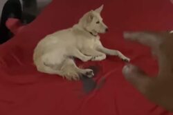 Hyderabad Man Allows Stray Dog To Sleep On His Ferrari, Internet Says 'He's Rich By Heart'