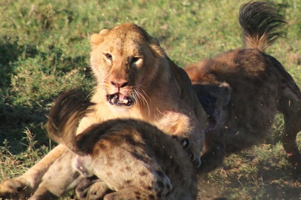 ‘King For A Reason’: Fearless Lion Saves Sisters From A Group Of Hyenas
