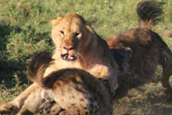 ‘King For A Reason’: Fearless Lion Saves Sisters From A Group Of Hyenas