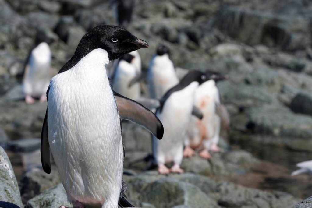 Worst Bird Flu Outbreak Reaches Antarctica, Poses Threats to Penguins, Endangered Birds
