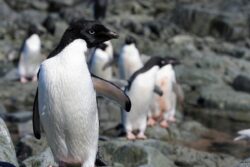 Worst Bird Flu Outbreak Reaches Antarctica, Poses Threats to Penguins, Endangered Birds