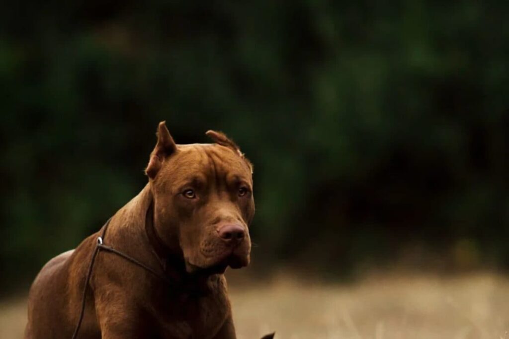 Bengaluru Poultry Farm Owner Unleashes Pet Dog on Teen As Revenge Against Parents, Arrested