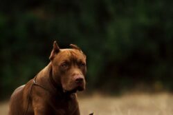 Bengaluru Poultry Farm Owner Unleashes Pet Dog on Teen As Revenge Against Parents, Arrested