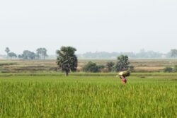 Mahila Kisan Diwas: Discover the Story of Vasuki, an Emblem of Empowered Womanhood in Farming