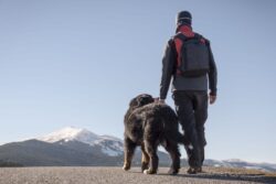 Pet-Friendly Trekking: 5 Essential Items to Ensure a Safe Hike with Your Furry Friend