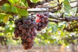 Sipping Sunshine: Exploring India's Sun-Kissed Vineyards