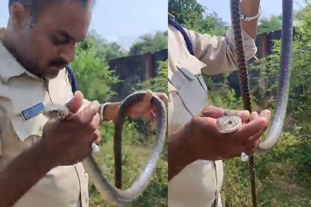 MP Cop Saves Unconscious Snake By Performing CPR in Viral Video, Gets Lauded