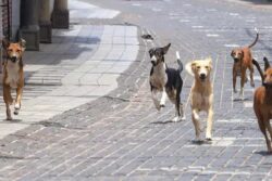 Haryana: Elderly Woman Hospitalised After Being Bitten by Pet Dog, Owner Booked