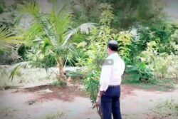 International Day of Climate Change: Meeting Climate Targets Through Tree Planting