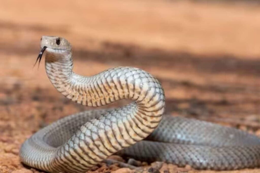 Watch: Snake's Decapitated Head Remains Alive For Hours, Bites Humans