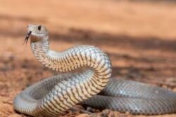 Watch: Snake's Decapitated Head Remains Alive For Hours, Bites Humans
