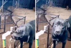 Dog Turns Off Tap After Drinking Water, ‘More Responsible Than Humans’ Says Internet
