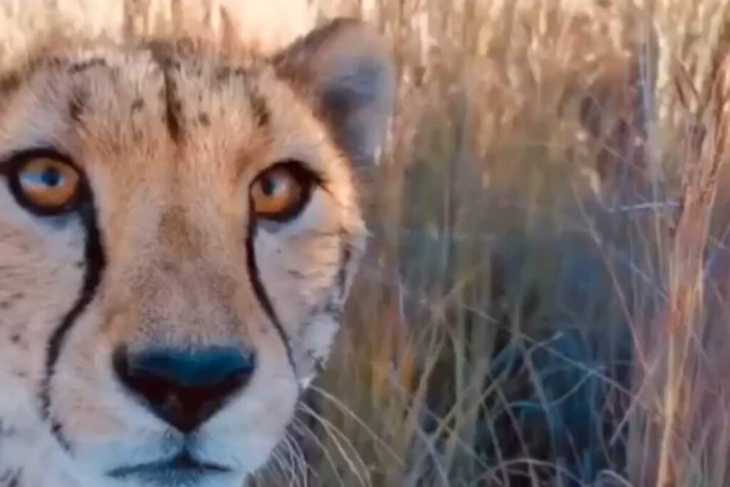 Cheetah Introduces Cubs To Photographer In This Once-In-A-Lifetime Sighting