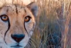Cheetah Introduces Cubs To Photographer In This Once-In-A-Lifetime Sighting