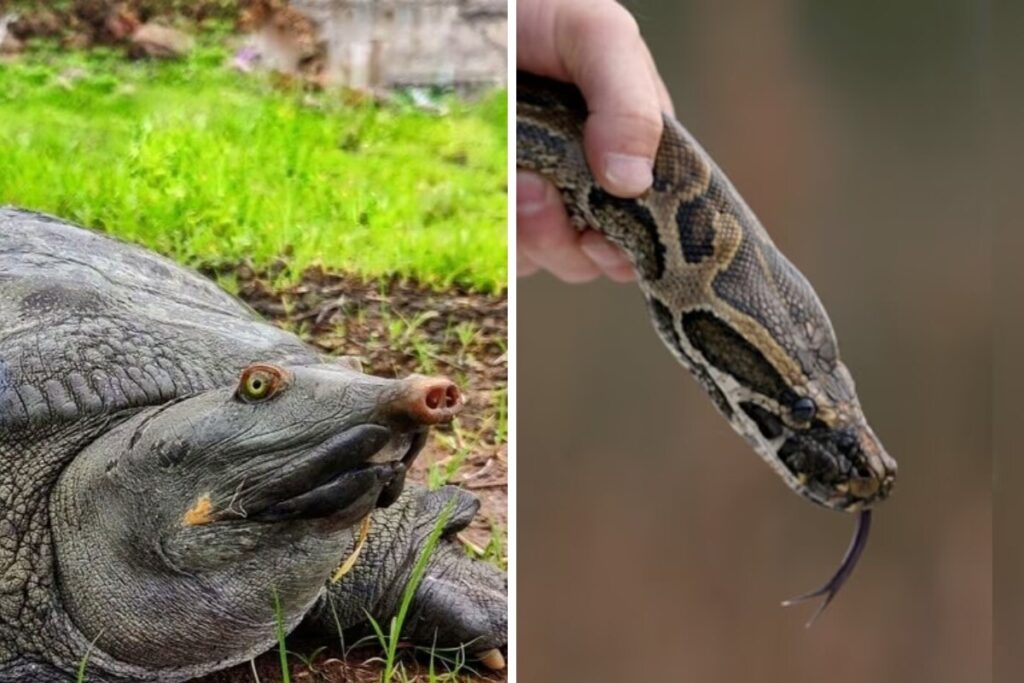 Rare Softshell Turtle And Indian Rock Python Rescued In Delhi