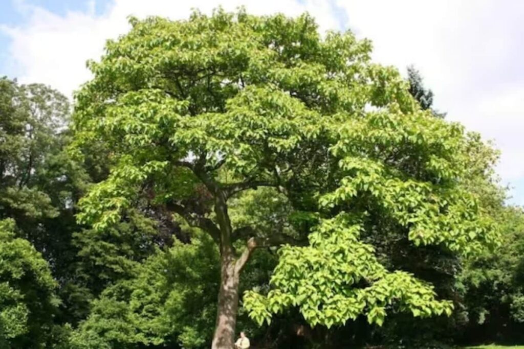 How Investing In The Cultivation Of Arjuna Tree Can Be A Profitable Venture