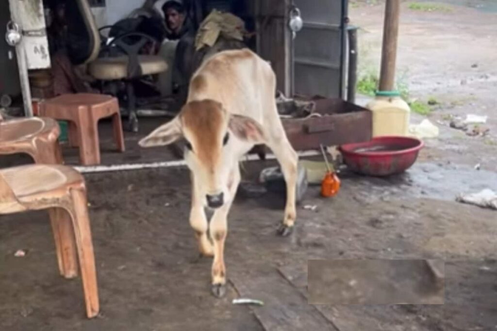 Meet Bansi, Male Calf Abandoned For Not Being Profitable; Rescued By Good Samaritan