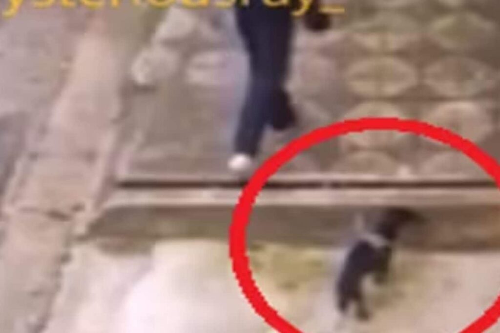 Heartwarming Video Of Dog Saving Woman Goes Viral, Watch