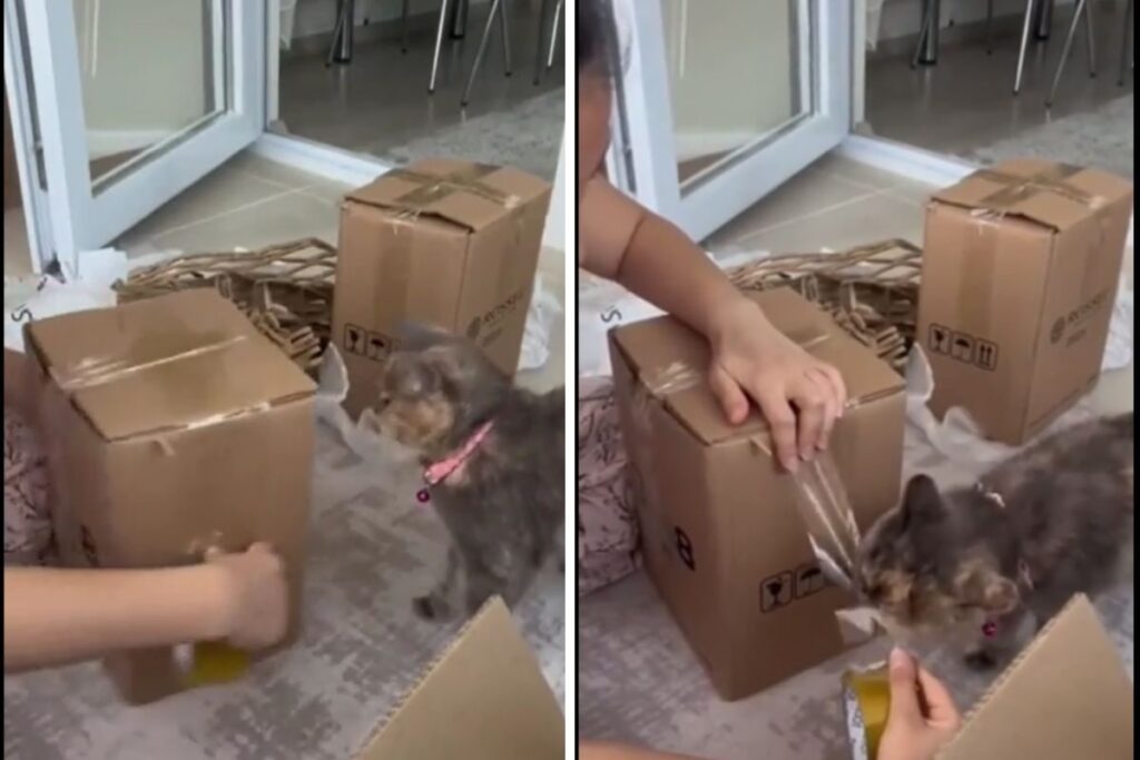 Trending: This Cat Is Smarter Than You Might Think