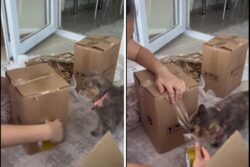 Trending: This Cat Is Smarter Than You Might Think