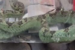 In Karnataka's Chikkamagaluru, Green Bamboo Pit Viper With Triangle-shaped Head Caught