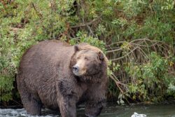 Canada: Couple Killed in Grizzly Bear Attack in Alberta's Banff National Park