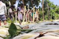 In Tamil Nadu, This Farmer Earning Huge Profits With Banana Fibre Production