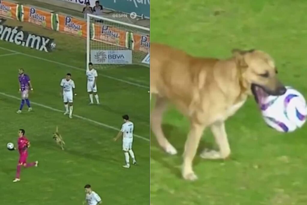 Viral: Dog Invades Live Football Match And 'Steals The Show'