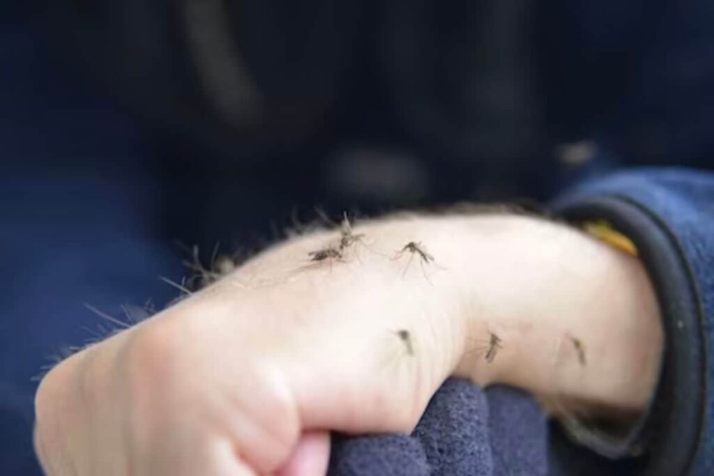 This South Asian Country Considers Killing Mosquitoes A Sin; Take A Guess