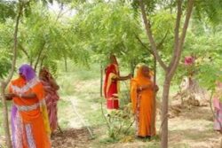 Every Time A Girl Child Is Born, This Village In Rajasthan Plants 111 Saplings; Here’s Why