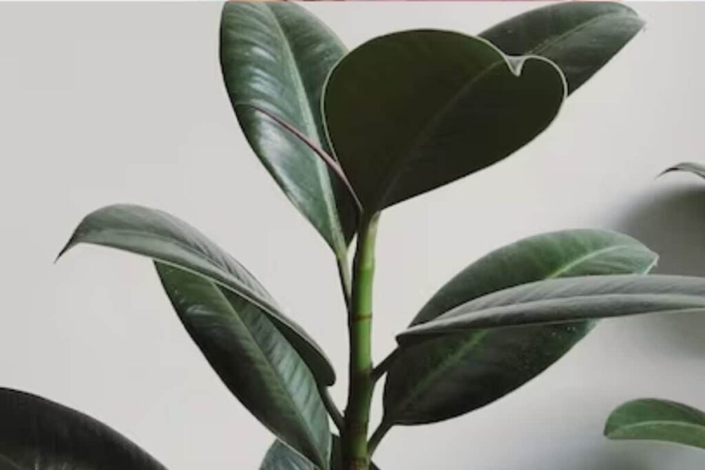 Right Container To Soil Enrichment, 7 Ways To Avoid Yellow Leaves In Rubber Plant