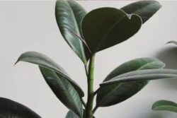 Right Container To Soil Enrichment, 7 Ways To Avoid Yellow Leaves In Rubber Plant