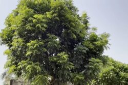 How Mahogany Trees Have Emerged As A Lucrative Investment For Farmers