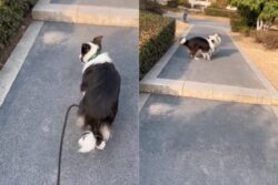 Want To Fall In Love Again With Border Collies And Huskies? This Clip Is For You