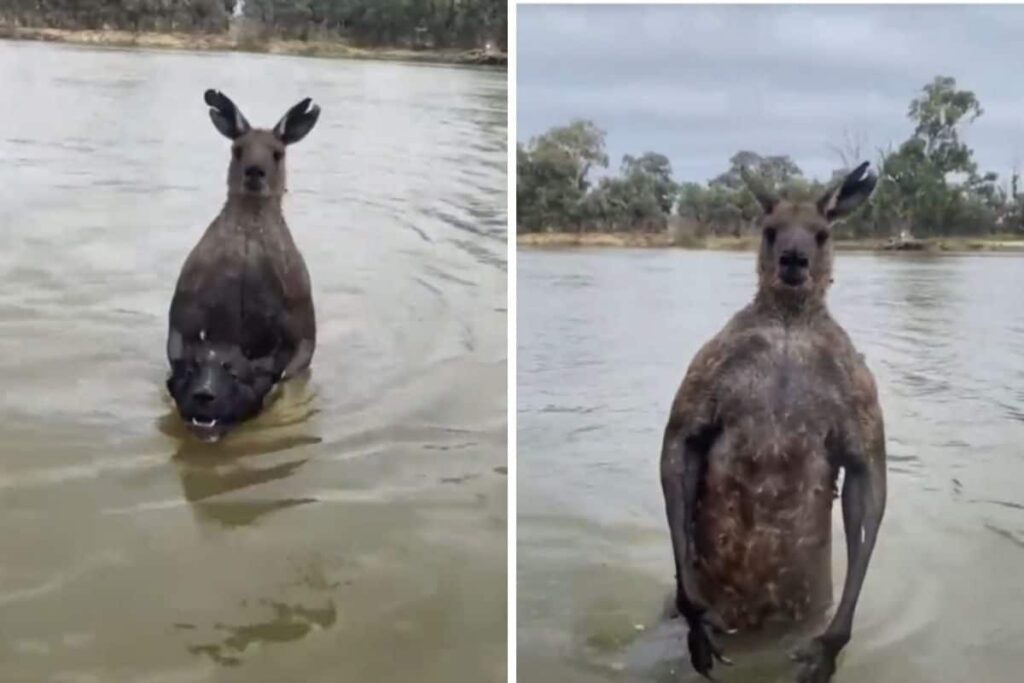 Martial Art Enthusiast Fights 'Massive' Kangaroo Trying To Drown His Dog
