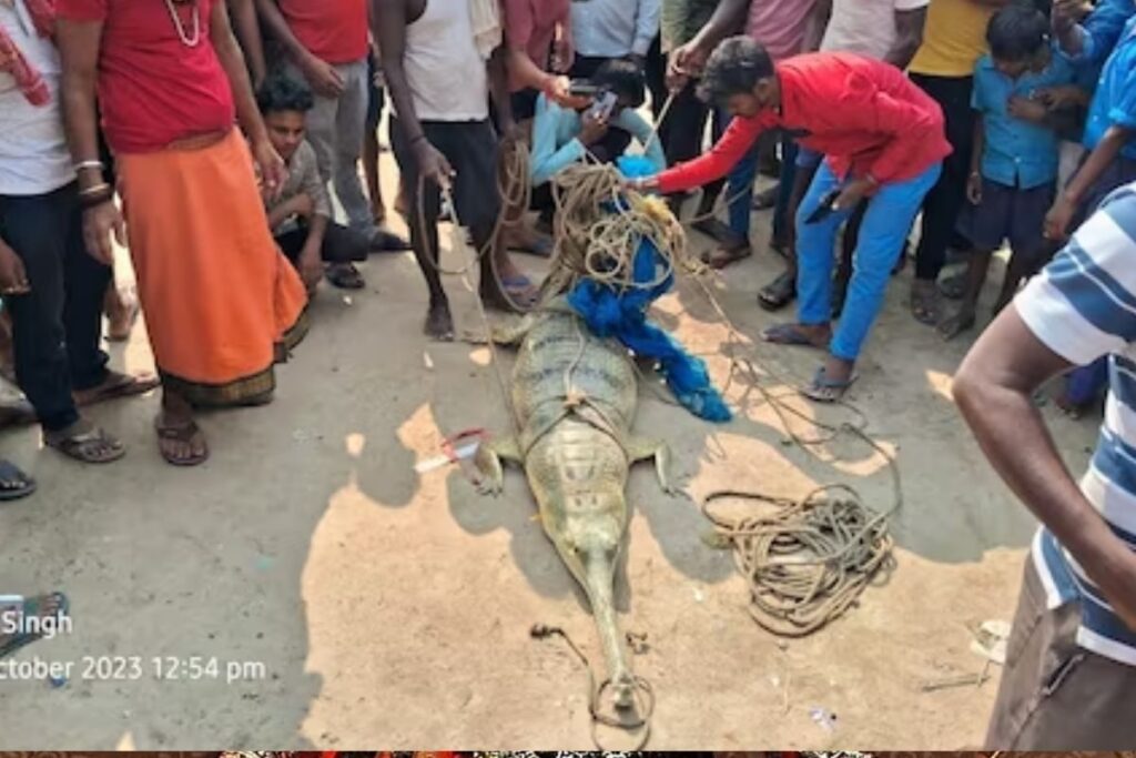 10-foot-long Crocodile Caught In Fishing Net Mauls Labourer In Bihar