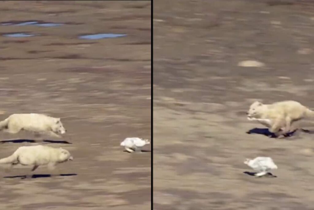 Watch: Wolves' Attempt to Hunt Down Hare Takes An Unexpected Turn