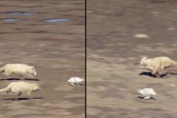 Watch: Wolves' Attempt to Hunt Down Hare Takes An Unexpected Turn
