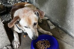 Grab Tissues, This Story Of A Loyal Dog Will Bring Tears To Your Eyes