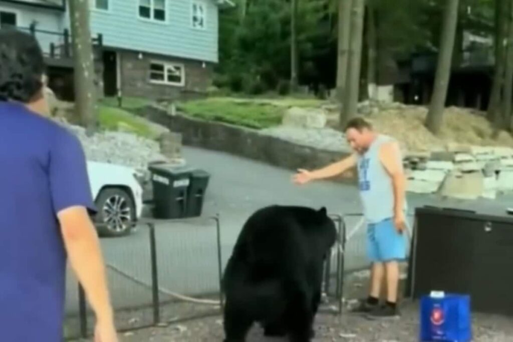 US Man Asks Bear To Leave Campsite In This Viral Video, Internet Can't Believe It