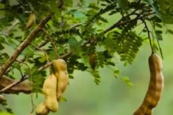 Curing Diabetes To Anaemia, 6 Health Benefits Of Tamarind And Spinach Leaves