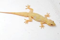 Scared Of House Lizards? Know What To Do If They Bite You