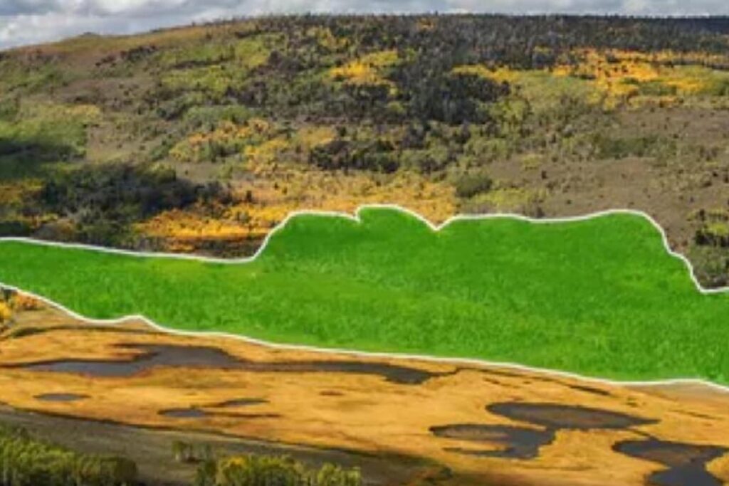 This Is The World's 'Largest Living Being' And Here's What It Sounds Like