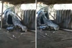 Giant Python, Tied To A Rope, Tries To Escape After Eating Heavy Meal