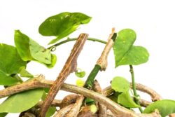 Giloy To Gotu Kola, 5 Herbs To Strengthen Bones