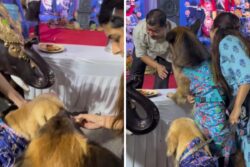 This Woman Took Her Dogs To Durga Puja Pandal, What Happens Next Will Melt Your Heart