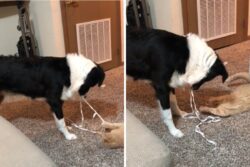 Dog Imitating Human To Befriend A Cat Has Internet Saying 'So Adorable'