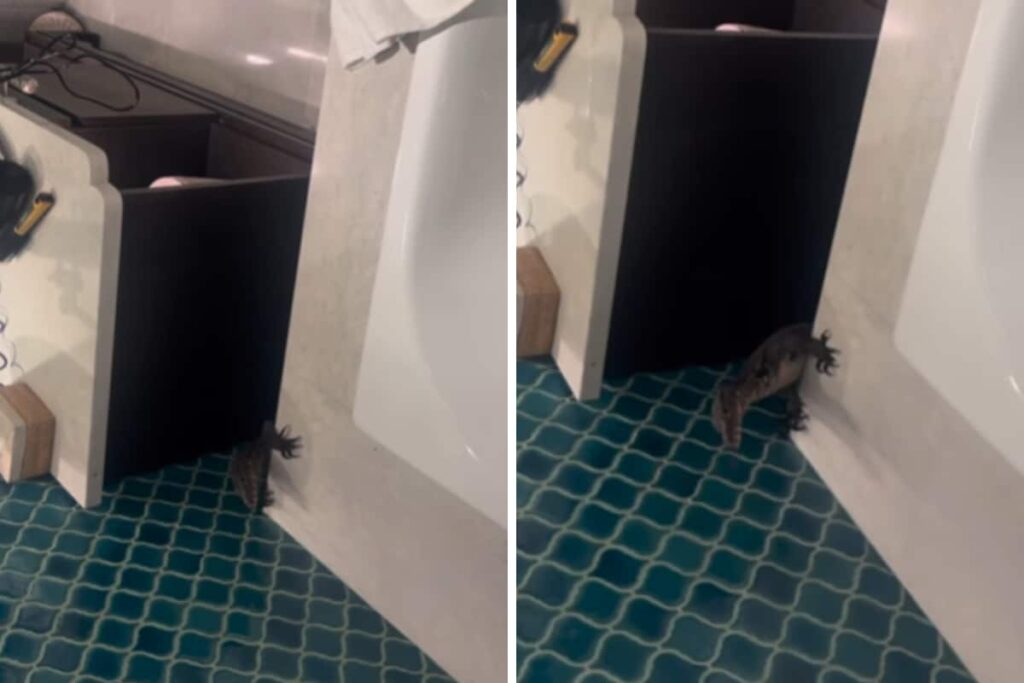 Video Of Monitor Lizard Hidden In Hotel Bathroom Spooks Internet